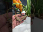 Load and play video in Gallery viewer, Beautiful earcuffs with green stone