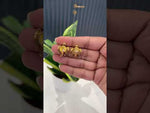 Load and play video in Gallery viewer, Beautiful shankuchakra design studs